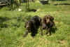 Deutsch Drahthaar Foto: Anka (DD) und Lori (KLM) (ID 33534) Deutsch Drahthaar Hund