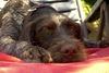 Deutsch Drahthaar Foto: Anka (v.Gohrer Berg) sonnt sich gerne...... (ID 33533) Deutsch Drahthaar Hund