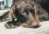 Deutsch Drahthaar Foto: auch der Jack benötigt ein Päuschen (ID 27590) Deutsch Drahthaar Hund