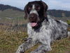 Deutsch Drahthaar Foto: mein drahthaar ist jetzt 1 1/2 jahre und macht mir immer wiede freunde (ID 27046) Deutsch Drahthaar Hund