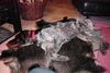 Deutsch Drahthaar Foto: FOX II von der Rather Hecke (ID 26448) Deutsch Drahthaar Hund