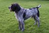 Deutsch Drahthaar Foto: Alf ist ein recht bullig geratenes Exemplar...und ein Seelchen! (ID 9536) Deutsch Drahthaar Hund