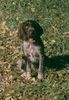 Deutsch Drahthaar Foto: a beautiful puppy, isnt it (ID 35427) Deutsch Drahthaar Hund