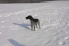 Deutsch Drahthaar Foto: Im Schnee (ID 26418) Deutsch Drahthaar Hund