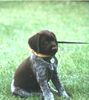 Deutsch Drahthaar Foto: Don von der Bokelheide im zarten Alter von 8 Wochen (ID 7362) Deutsch Drahthaar Hund