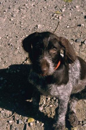 Deutsch Drahthaar Hunde Foto 35426 in höherer Auflösung ansehen Deutsch Drahthaar famous