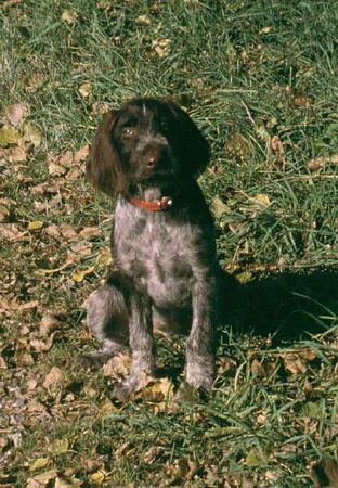 Deutsch Drahthaar Hunde Foto 35427 in höherer Auflösung ansehen Deutsch Drahthaar a beautiful puppy, isnt it