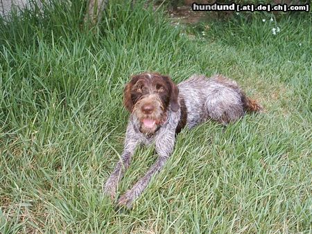 Deutsch Drahthaar Hunde Foto 16475 in höherer Auflösung ansehen Deutsch Drahthaar Meine Tania