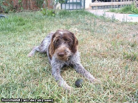 Deutsch Drahthaar Hunde Foto 16476 in höherer Auflösung ansehen Deutsch Drahthaar Meine Tania 2
