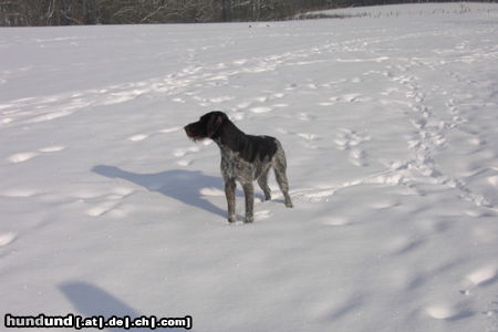 Deutsch Drahthaar Hunde Foto 26418 in höherer Auflösung ansehen Deutsch Drahthaar Im Schnee