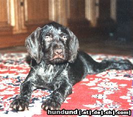 Deutsch Drahthaar Hunde Foto 18097 Deutsch Drahthaar Bella zum Baccumer Bruch im Alter von ca. 10 Wochen