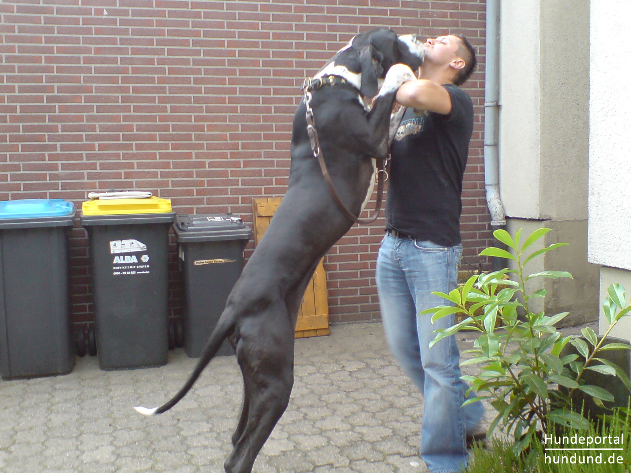 Pictures Of The Biggest Dog In The World Pictures Of The Biggest Dog In The World