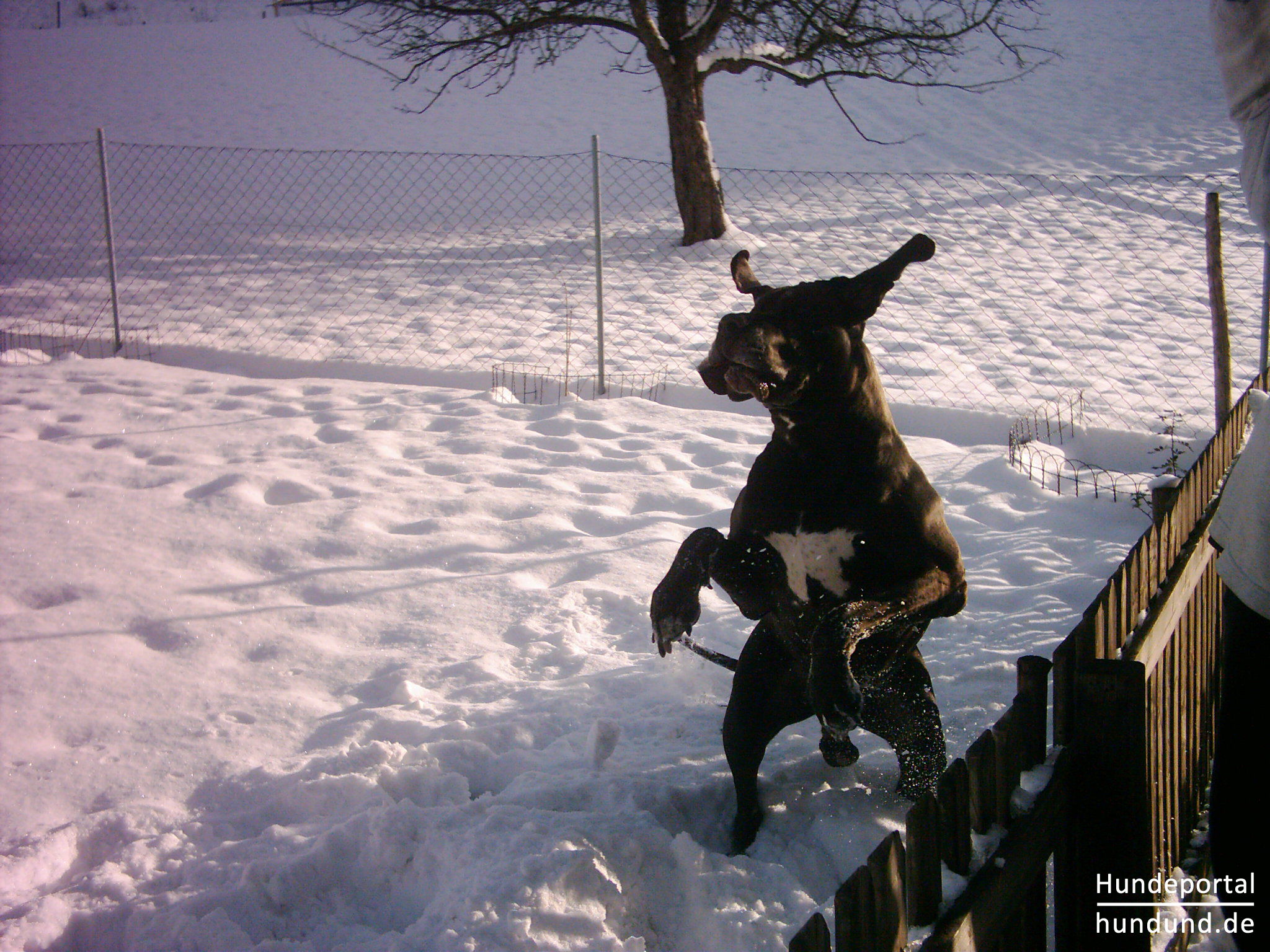 Deutsche Dogge Foto 37619 hundund.de