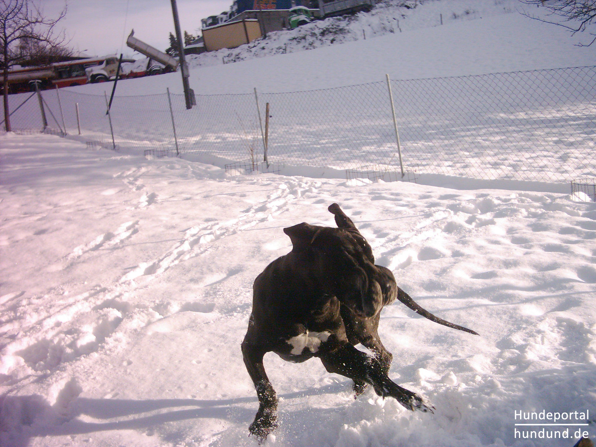 Deutsche Dogge Foto 37620 hundund.de