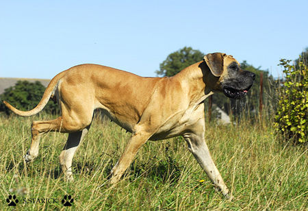 Deutsche Dogge Hunde Foto 34658 in höherer Auflösung ansehen Deutsche Dogge Deutsche Dogge