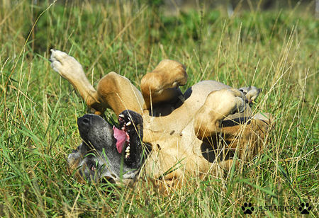 Deutsche Dogge Hunde Foto 34659 in höherer Auflösung ansehen Deutsche Dogge Deutsche Dogge