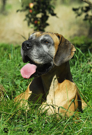 Deutsche Dogge Hunde Foto 34668 in höherer Auflösung ansehen Deutsche Dogge Isis
