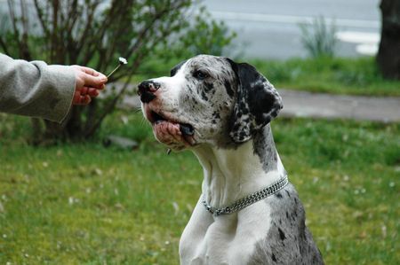 Deutsche Dogge Hunde Foto 42040 Deutsche Dogge Rio vom Odenwald 8 monate