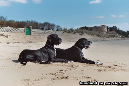 Deutsche Dogge Hunde Foto 12866 Deutsche Dogge Lava und Quattro am Golf von Taranto