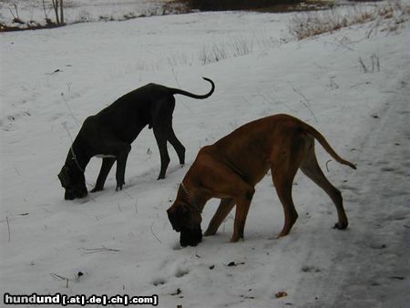 Deutsche Dogge Hunde Foto 8628 Deutsche Dogge Merlin + Luna