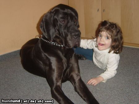 Deutsche Dogge Hunde Foto 24894 Deutsche Dogge unsere Juno