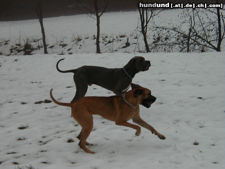 Deutsche Dogge Hunde Foto 8595 Deutsche Dogge Aristo + Luna