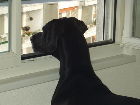 Deutsche Dogge Hunde Foto 27184 Deutsche Dogge Beobachtungsposten