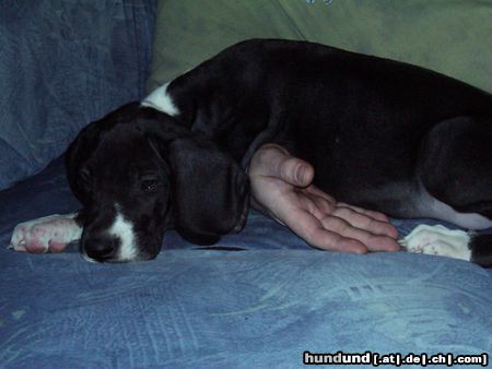 Deutsche Dogge Hunde Foto 18523 in höherer Auflösung ansehen Deutsche Dogge KIARA