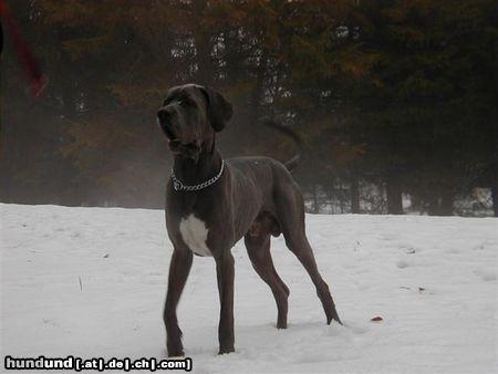 Deutsche Dogge Hunde Foto 8629 Deutsche Dogge Merlin