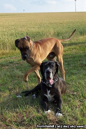 Deutsche Dogge Hunde Foto 7245 Deutsche Dogge Lava vom Vogtlandeck mit ihrem Freund Ipswich-Bruno v.d. Bocksleite