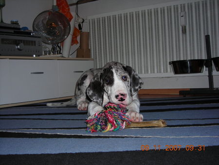 Deutsche Dogge Hunde Foto 40346 in höherer Auflösung ansehen Deutsche Dogge Rio vom Odenwald