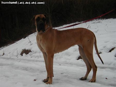 Deutsche Dogge Hunde Foto 8630 Deutsche Dogge Luna