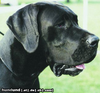 Deutsche Dogge Hunde Foto 18311 in höherer Auflösung ansehen Deutsche Dogge