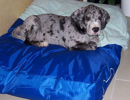 Deutsche Dogge Hunde Foto 34701 in höherer Auflösung ansehen Deutsche Dogge Grautiger 9 1/2 Wochen alt