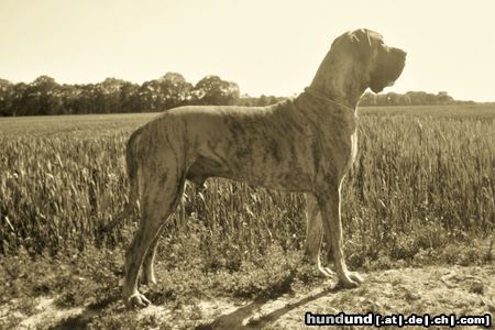 Deutsche Dogge Die Dogge namens Seppel