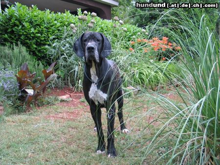 Deutsche Dogge Hunde Foto 12331 Deutsche Dogge AMOR