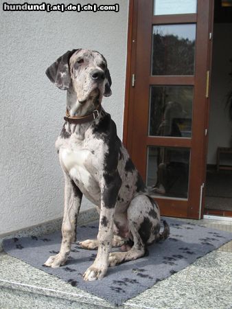 Deutsche Dogge Hunde Foto 3976 Deutsche Dogge Sir Cedric vom Hegewinkel