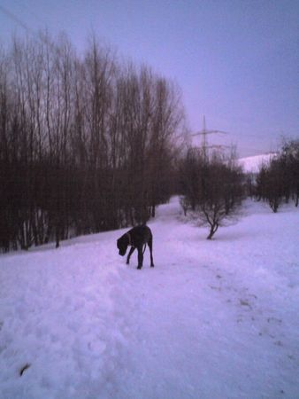 Deutsche Dogge Hunde Foto 43678 in höherer Auflösung ansehen Deutsche Dogge Ben mein Kumpel