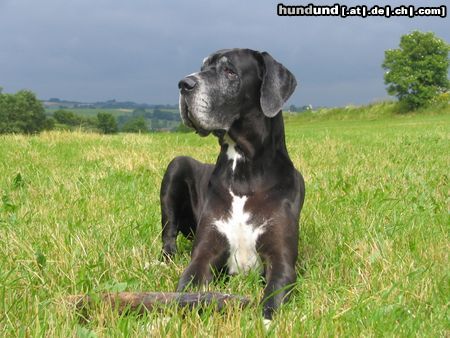 Deutsche Dogge Hunde Foto 12865 Deutsche Dogge Lava - unsere treueste Gefährtin
