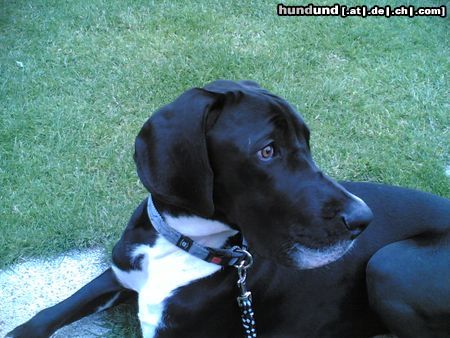 Deutsche Dogge Hunde Foto 22764 Deutsche Dogge KIARA 6 Monate