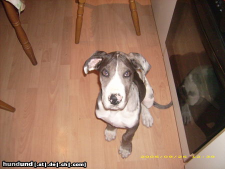 Deutsche Dogge Hunde Foto 44197 Deutsche Dogge Unser Fridchen mit 2 Monate