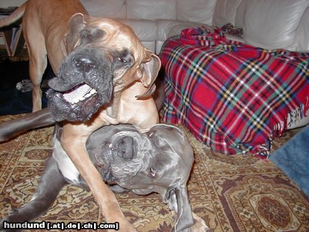 Deutsche Dogge Hunde Foto 8596 Deutsche Dogge Aristo + Luna
