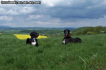 Deutsche Dogge Hunde Foto 4917 Deutsche Dogge Die beiden Deutschen Doggen Lava und Quattro in ihrer Heimat