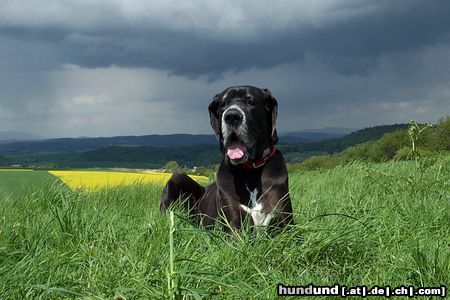 Deutsche Dogge Hunde Foto 7244 Deutsche Dogge Unsere treueste Gefährtin - Lava vom Vogtlandeck
