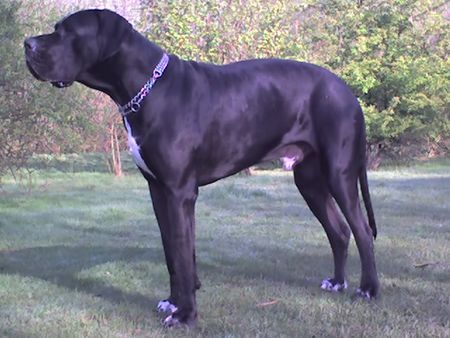 Deutsche Dogge Hunde Foto 43673 in höherer Auflösung ansehen Deutsche Dogge Unser großer Junge Carlo