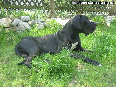 Deutsche Dogge Hunde Foto 14337 Deutsche Dogge hassan vom aischgrund