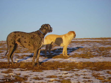 Deutsche Dogge Hunde Foto 28829 Deutsche Dogge Nessie