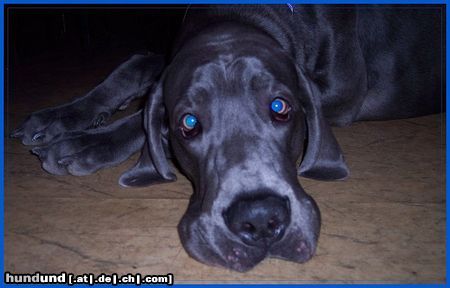 Deutsche Dogge Hunde Foto 9192 Deutsche Dogge Schau mir in die Augen Kleines...
