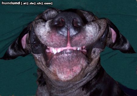 Deutsche Dogge Hunde Foto 9193 Deutsche Dogge Wie. ich lächle nie...?