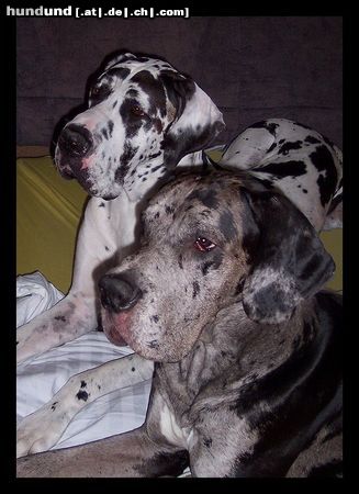 Deutsche Dogge Hunde Foto 8683 Deutsche Dogge Dicke Freunde!